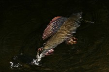 Lipan 14-11-2010e.jpg